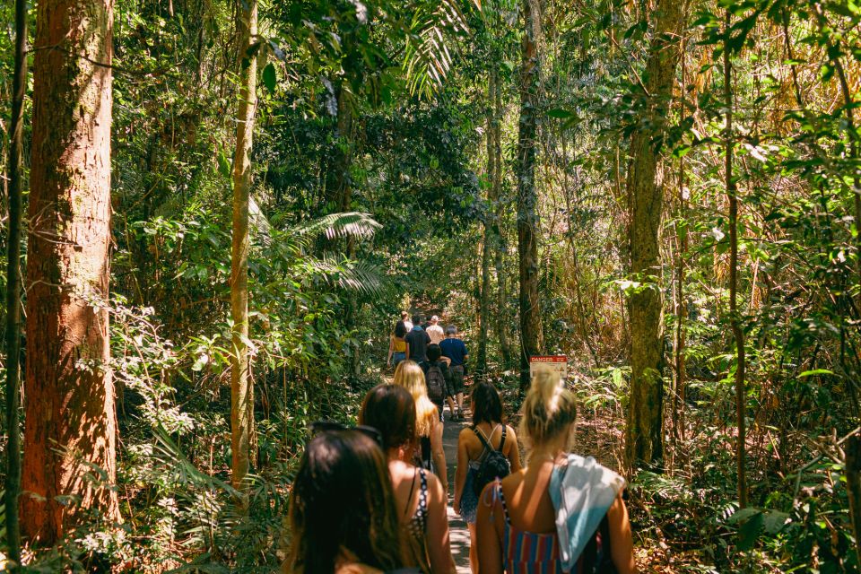 Josephine-falls-tour-rainforest