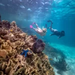 great-barrier-reef-Mission-Beach-Dive