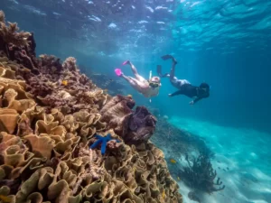 great-barrier-reef-Mission-Beach-Dive
