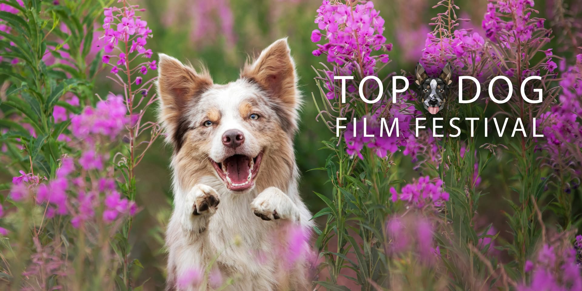 Top Dog Film Festival