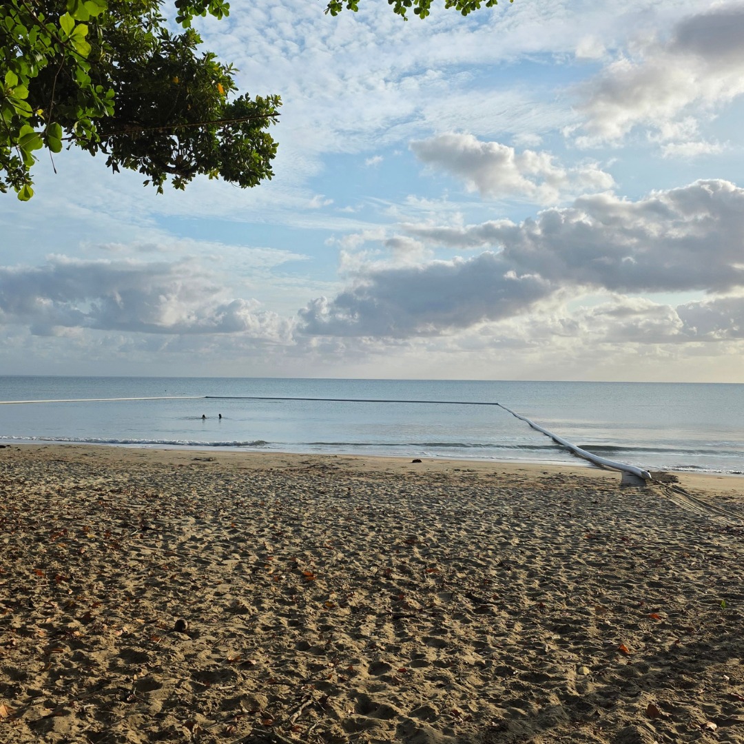 mission beach stinger nets
